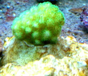 Pocillopora fluo