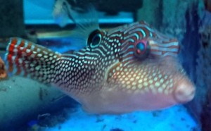 Canthigaster solandri nadymka ok 5-6cm.