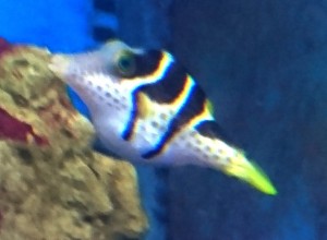 Canthigaster valentini nadymka ok 4-5cm. 