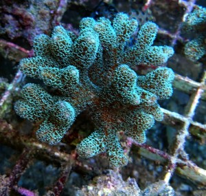 Seriatopora caliendrum srebrna