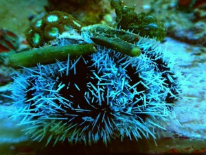 Tripneustes gratilla white  ok 6-7cm. jeżowiec