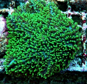 Rhodactis fluo 1 grzybek