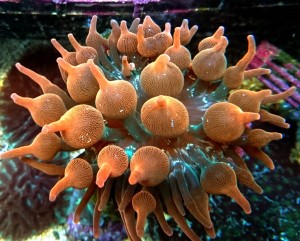 ukwiał entacmaea quadricolor orange S ok 6-7cm