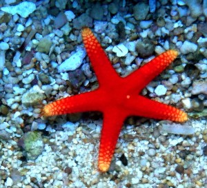 Rozgwiazda Fromia ok 4-5cm