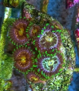 Zoanthus premium Nirvana min.7 polipów