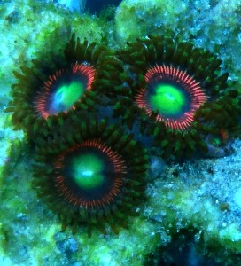 Zoanthus premium Lord of the ring. minimum 3 polipy