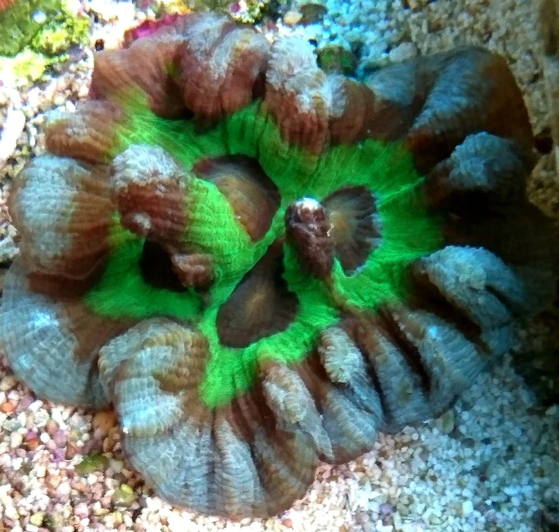 DSC_1526.JPG