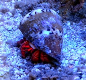 Krab pustelnik Trizopagurus (Ciliopagurus) strigatus