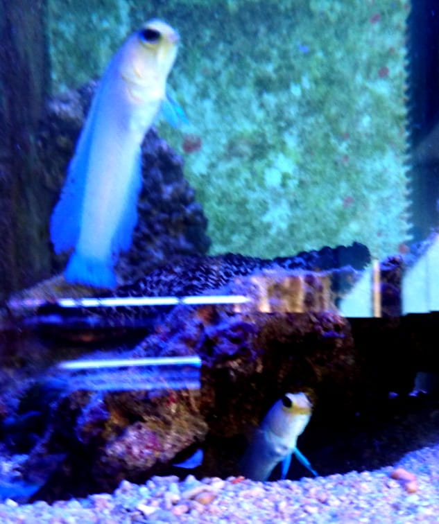 DSC_1600.JPG