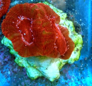 Acantastrea hillae/bowerbanki