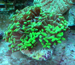 Euphylia paraancora 4gł.