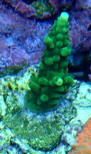 Acropora spp. 