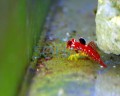 synchiropus_moyeri_s-.jpg