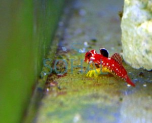 synchiropus_moyeri_s-.jpg