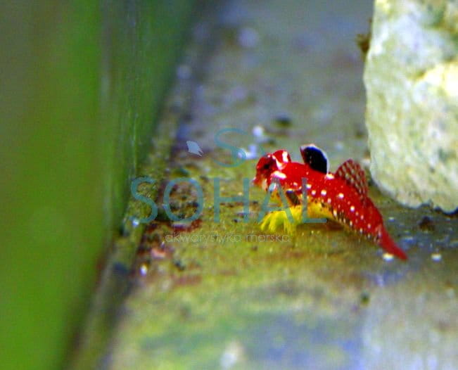synchiropus_moyeri_s-.jpg