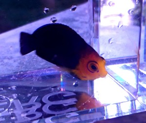 Centropyge argi ok 3-4cm. 