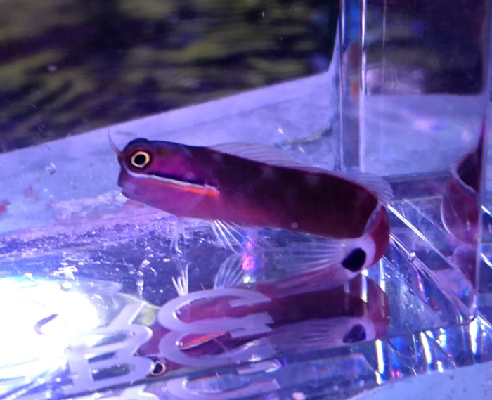 DSC_1775.JPG