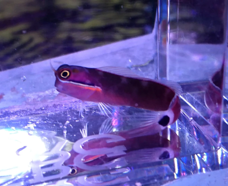 DSC_1775.JPG