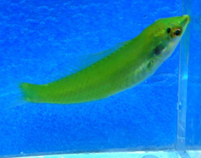 DSC_1981.JPG