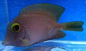 Ctenochaetus truncatus ok 5cm.