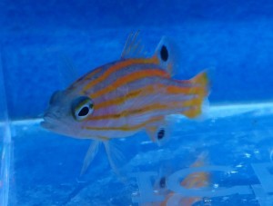 Liopropoma swalesi 4-5cm.  