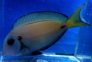 Acanthurus tenneti ok. 6-7cm.