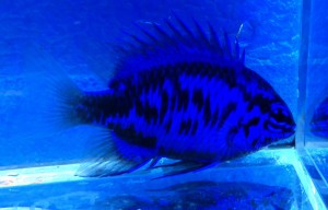 Chrysiptera springeri ok.3-4cm.