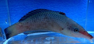 Gomphosus caeruleus samica ok 8-9cm.