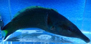 Gomphosus caeruleus samiec ok 15cm. 