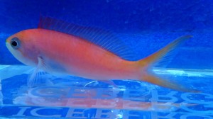 Pseudanthias dispar S  ok 6cm.