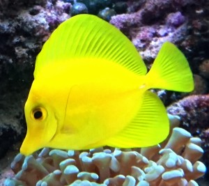 Zebrasoma Flavescens S 4-5cm