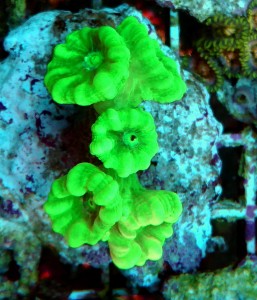 Caulastrea fluo 5 główek 