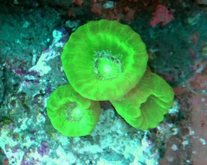 Caulastrea fluo 2 główki