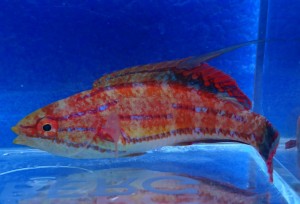 Paracheilinus Mccoskeri ok 6cm.