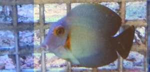 Acanthurus pyroferus ok. 7-8cm 