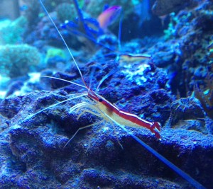 Lysmata amboinensis krewetka czyszcząca L