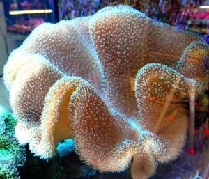 Sarcophyton XXL ok 30cm.