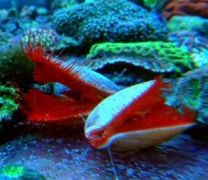 Lima scabra małż ok. 5cm. 