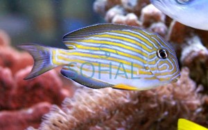Acanthurus lineatus ok. 9cm.