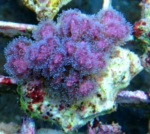 Pocillopora pink