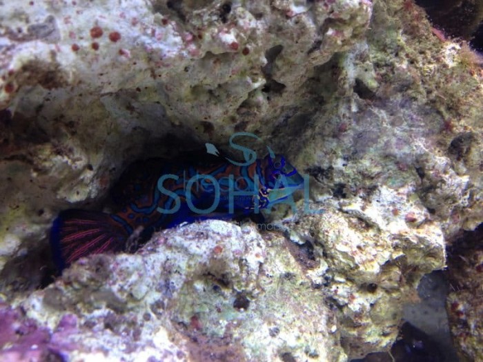 synchiropus_splendidus__mandaryn_wspanialy-.jpg