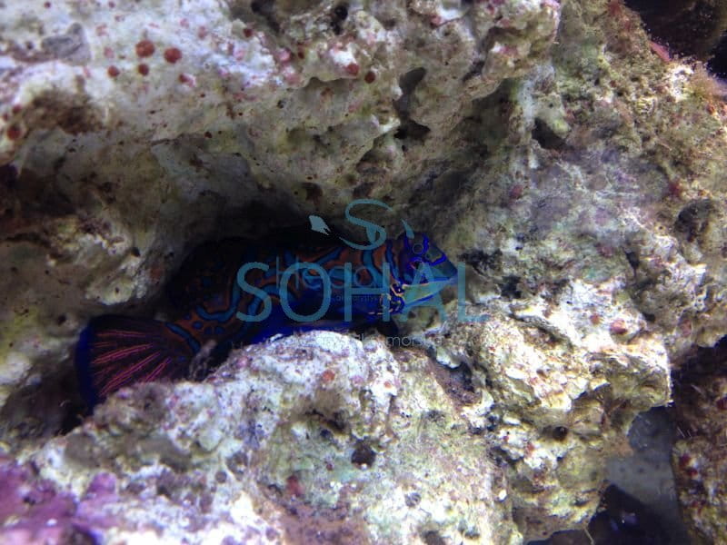 synchiropus_splendidus__mandaryn_wspanialy-.jpg