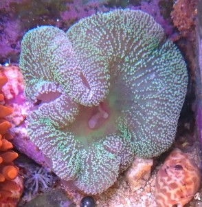 Ukwiał dywanowy Stichodactyla 10cm. 