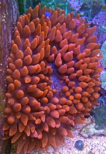 ukwiał entacmaea quadricolor red  ok 15 cm. 