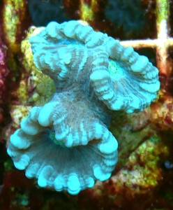 Caulastrea stripe 3 główki 