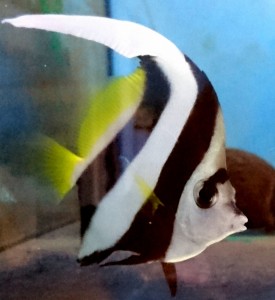 Heniochus acuminatus S ok 4-5cm.