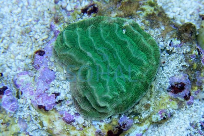 Koralowiec LPS, Pachyseris