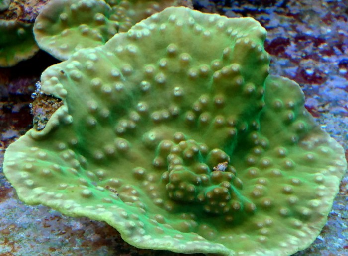 DSC_2088.JPG