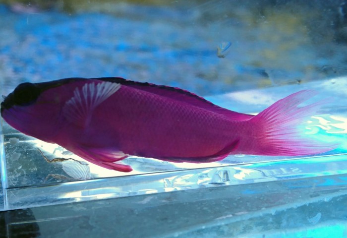 DSC_2098.JPG