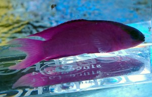 Gramma melacara ok. 5cm.